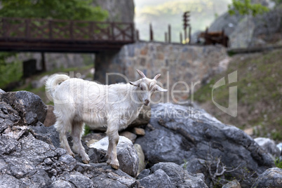 Young white goat on stones