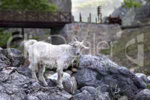 Young white goat on stones