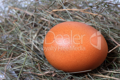 Chicken egg in nest