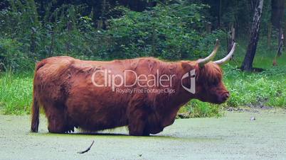 Schottische Hochlandrind, Highland Cattle