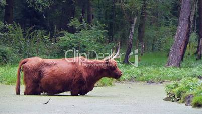 Schottische Hochlandrind, Highland Cattle