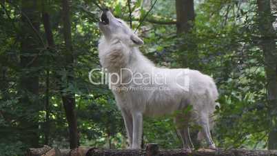 Polarwolf (canis lupus arctos)