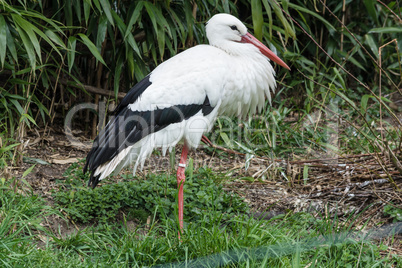 Erwachsener Storch auf einer Wiese