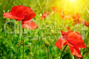 field with poppies and sun