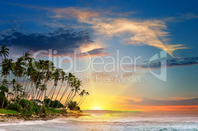 ocean, tropical palms and a beautiful sunset