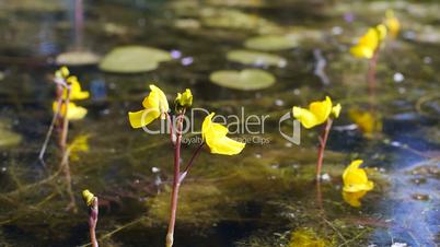 Wasserschläuche (Utricularia)