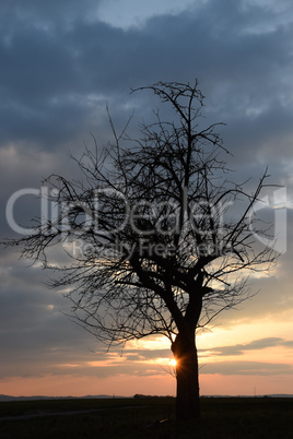 Baum, abends