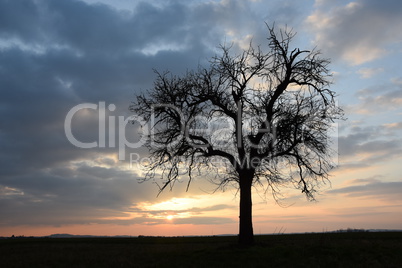 Baum, abends