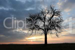 Baum, abends