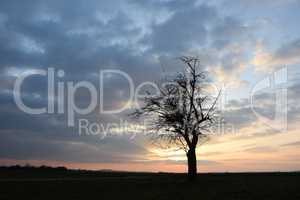 Baum, abends