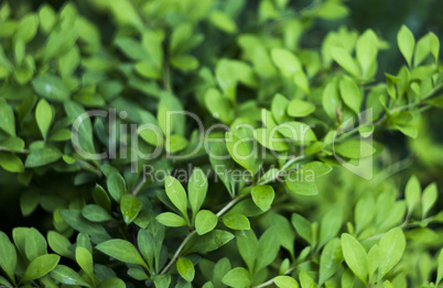 barberry leaves (Berberis)