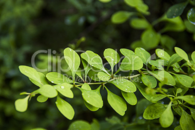 barberry leaves (Berberis)
