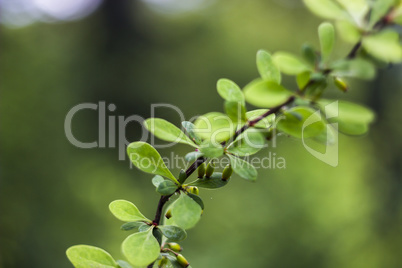 barberry branch (Berberis)