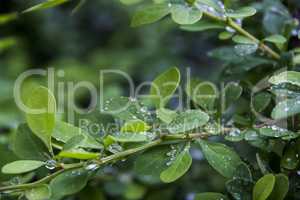 barberry leaves (Berberis)