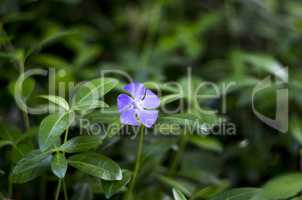 blossoming periwinkle
