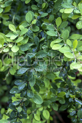 barberry leaves (Berberis)