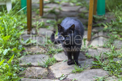 black stray cat