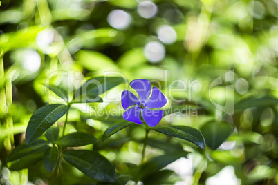 blossoming periwinkle