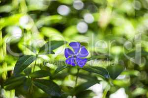 blossoming periwinkle