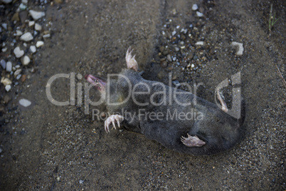dead mole (Talpa europaea)