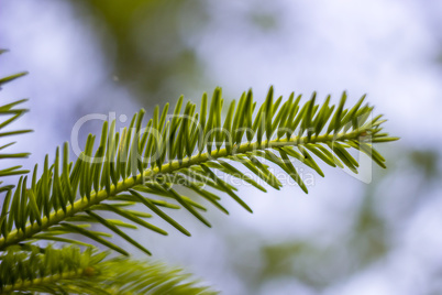 fir branch (Abies alba)