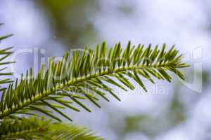 fir branch (Abies alba)