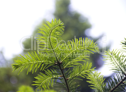 fir branch (Abies alba)