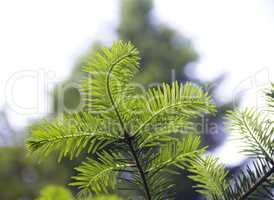 fir branch (Abies alba)
