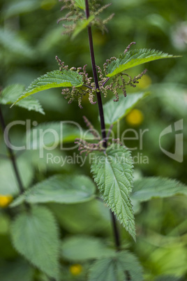 branch of nettle (Urtica)