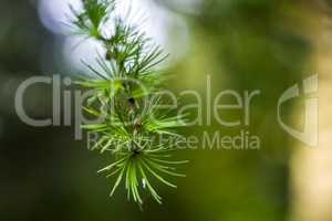 larch (Larix decidua polonica)