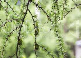 larch branch (Larix decidua polonica)