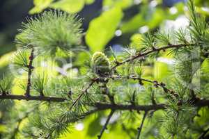 larch branch (Larix decidua polonica)