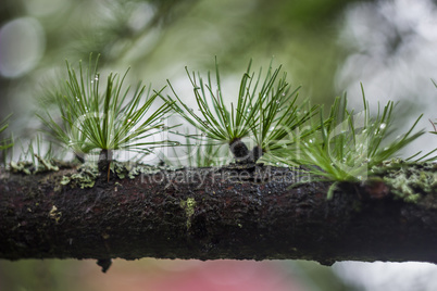 larch branch (Larix decidua polonica)