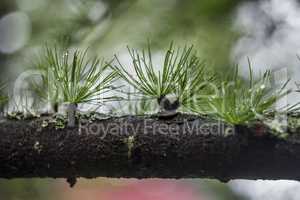 larch branch (Larix decidua polonica)