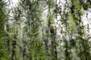 larch branch (Larix decidua polonica)