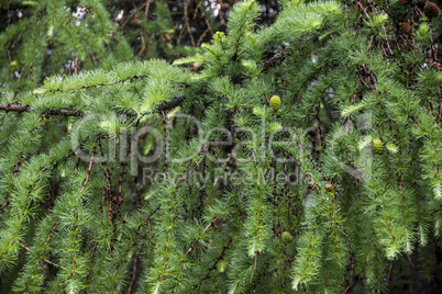 larch branch (Larix decidua polonica)