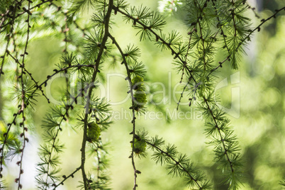larch branch (Larix decidua polonica)