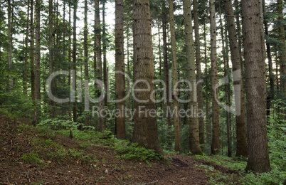 spruce forest