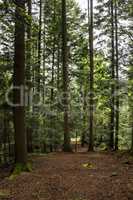 spruce forest