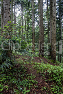 spruce forest