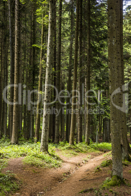 spruce forest