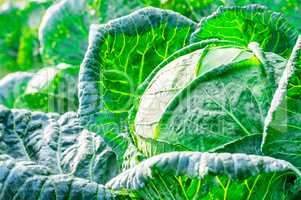 Close-up of fresh cabbage