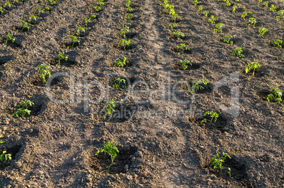 Potato field, young seedlings,