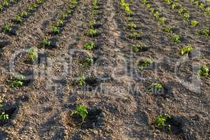 Potato field, young seedlings,