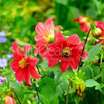 Dahlia, bumble bee on a flower. Focus it on the flowers. Shallow