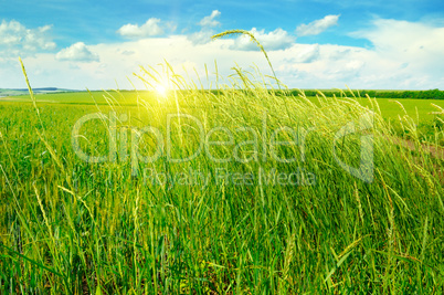 summer field, green grass, blue cloudy sky and sunrise