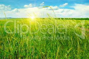 summer field, green grass, blue cloudy sky and sunrise