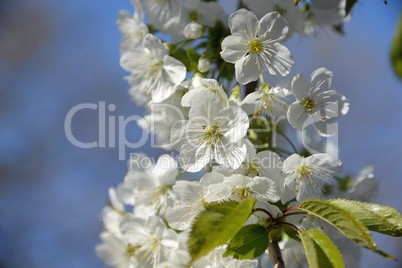 Apfelblüten