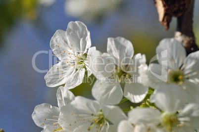 Apfelblüten