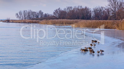Many mallards on the lake Balafon of Hungary in winter